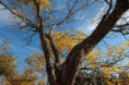 /album/fotogaleria-bosques/pintando-el-cielo-jpg/